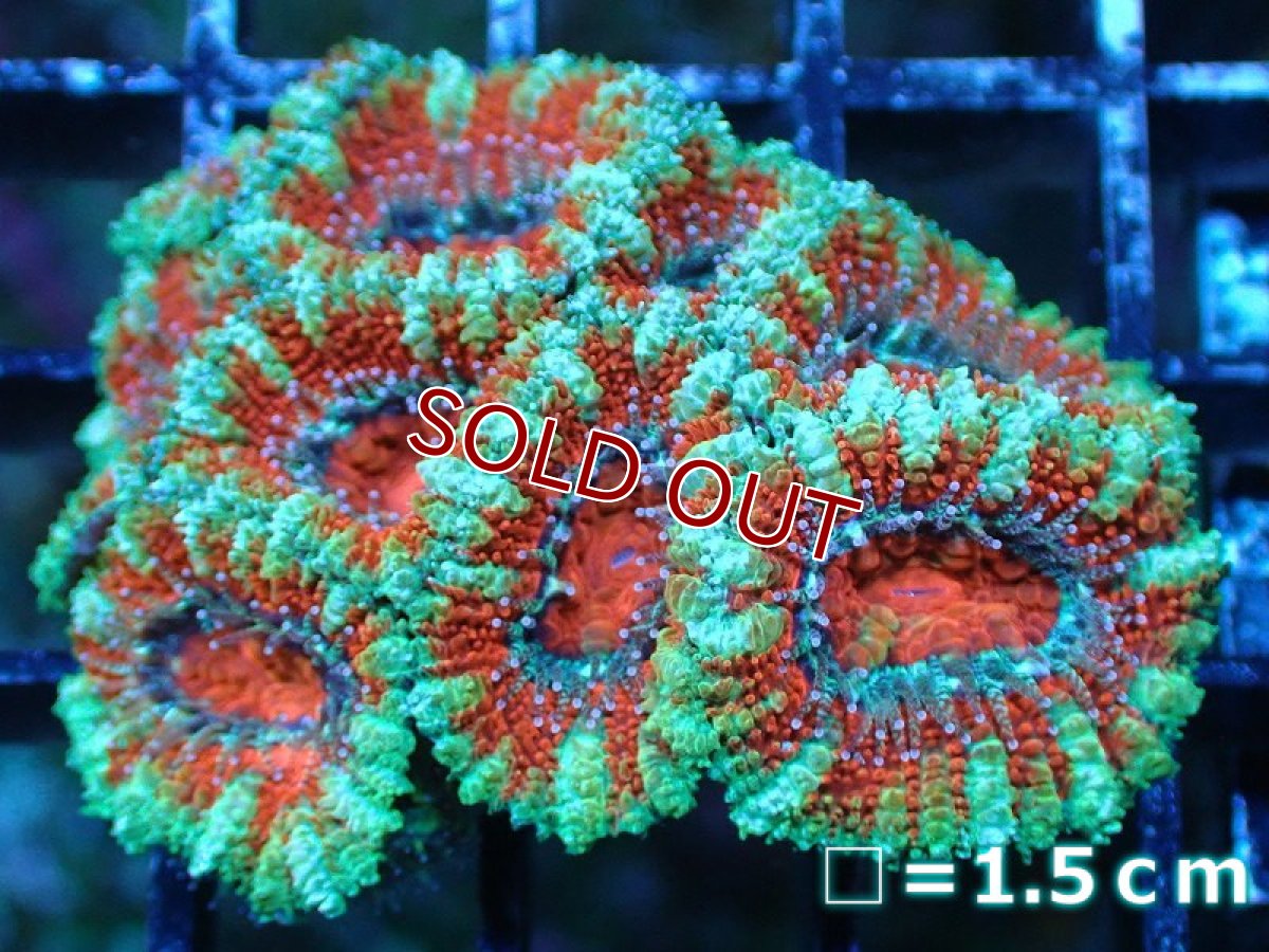 画像2: 【サンゴまとめ買い割引き10％〜20%OFF対象商品】【サンゴ】【通販】【オーストラリア産】カクオオトゲキクメイシ（Ultra Grade)（個体販売）No.14（生体）（サンゴ） (2)