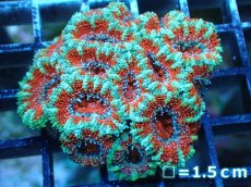 画像2: 【サンゴ】【通販】【オーストラリア産】カクオオトゲキクメイシ（Ultra Grade)（個体販売）No.15（生体）（サンゴ） (2)