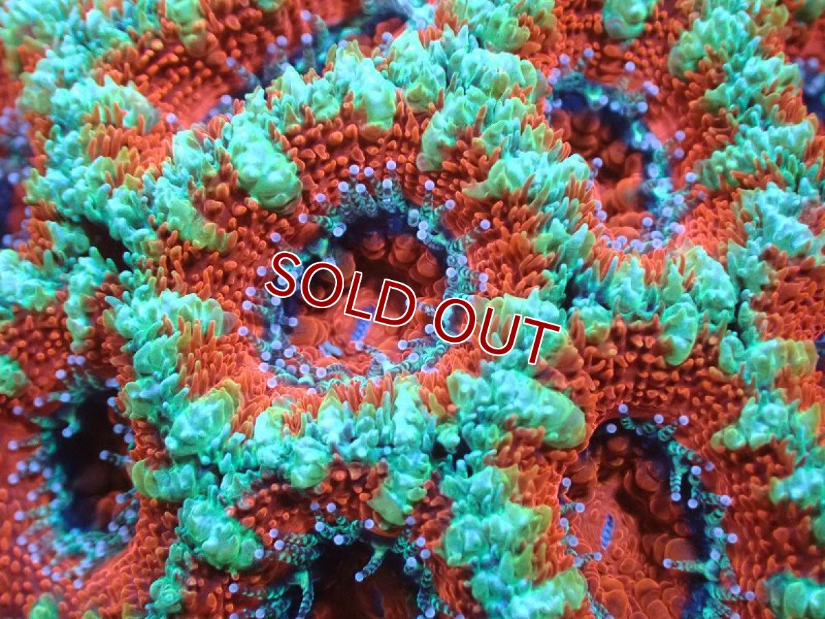 画像1: 【サンゴ】【通販】【オーストラリア産】カクオオトゲキクメイシ（Ultra Grade)（個体販売）No.16（生体）（サンゴ） (1)