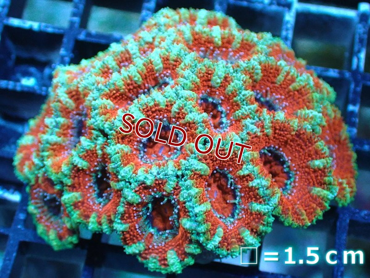 画像2: 【サンゴ】【通販】【オーストラリア産】カクオオトゲキクメイシ（Ultra Grade)（個体販売）No.16（生体）（サンゴ） (2)