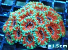 画像2: 【サンゴ】【通販】【オーストラリア産】カクオオトゲキクメイシ（Ultra Grade)（個体販売）No.16（生体）（サンゴ） (2)