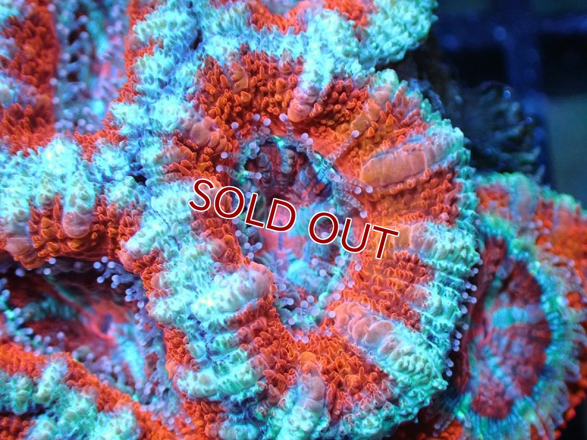 画像1: 【サンゴ】【通販】【オーストラリア産】カクオオトゲキクメイシ（Ultra Grade)（個体販売）No.17（生体）（サンゴ） (1)