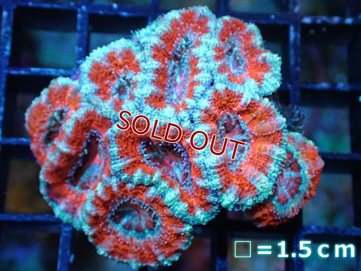画像2: 【サンゴ】【通販】【オーストラリア産】カクオオトゲキクメイシ（Ultra Grade)（個体販売）No.17（生体）（サンゴ） (2)