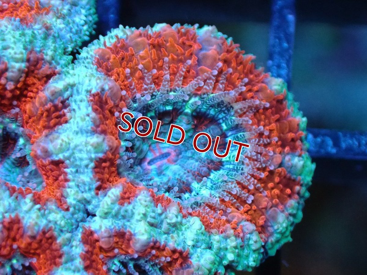 画像1: 【サンゴ】【通販】【オーストラリア産】カクオオトゲキクメイシ（Ultra Grade)（個体販売）No.18（生体）（サンゴ） (1)