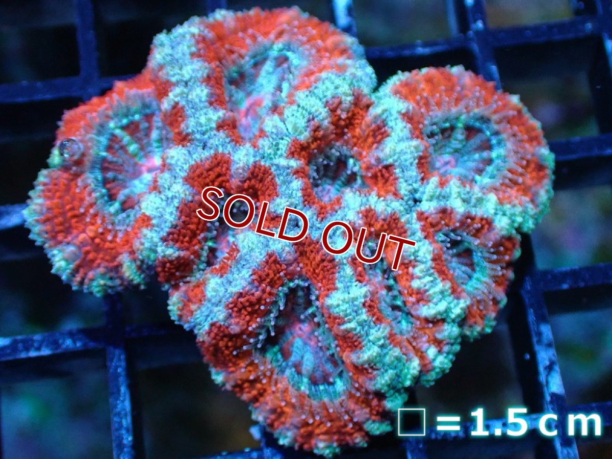 画像2: 【サンゴ】【通販】【オーストラリア産】カクオオトゲキクメイシ（Ultra Grade)（個体販売）No.18（生体）（サンゴ） (2)