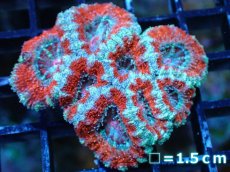画像2: 【サンゴ】【通販】【オーストラリア産】カクオオトゲキクメイシ（Ultra Grade)（個体販売）No.18（生体）（サンゴ） (2)