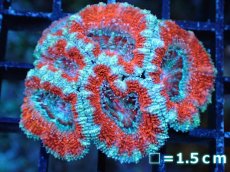 画像2: 【サンゴ】【通販】【オーストラリア産】カクオオトゲキクメイシ（Ultra Grade)（個体販売）No.19（生体）（サンゴ） (2)