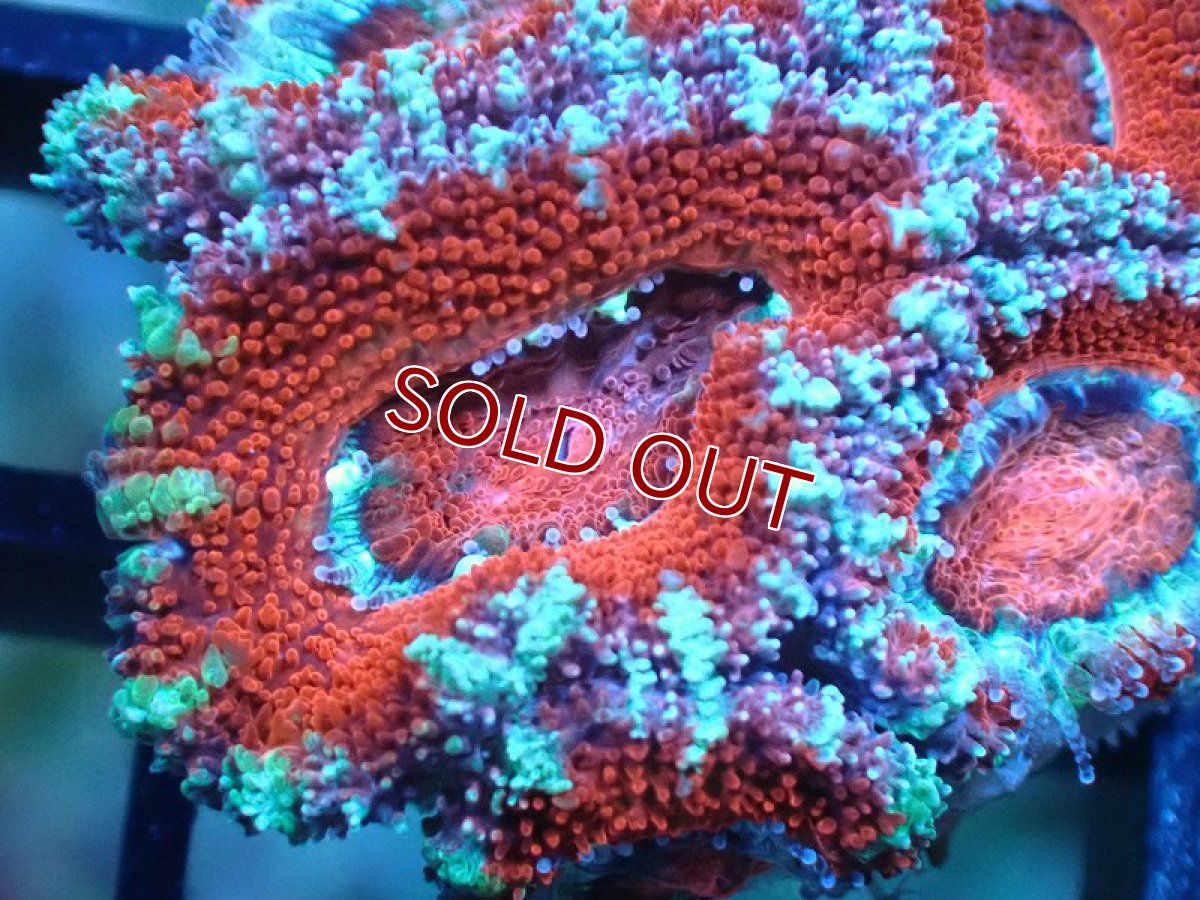 画像1: 【サンゴ】【通販】【オーストラリア産】カクオオトゲキクメイシ（Ultra Grade)（個体販売）No.20（生体）（サンゴ） (1)