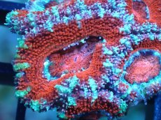 画像1: 【サンゴ】【通販】【オーストラリア産】カクオオトゲキクメイシ（Ultra Grade)（個体販売）No.20（生体）（サンゴ） (1)