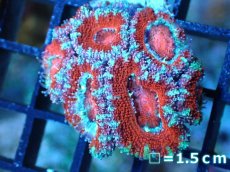 画像2: 【サンゴ】【通販】【オーストラリア産】カクオオトゲキクメイシ（Ultra Grade)（個体販売）No.20（生体）（サンゴ） (2)