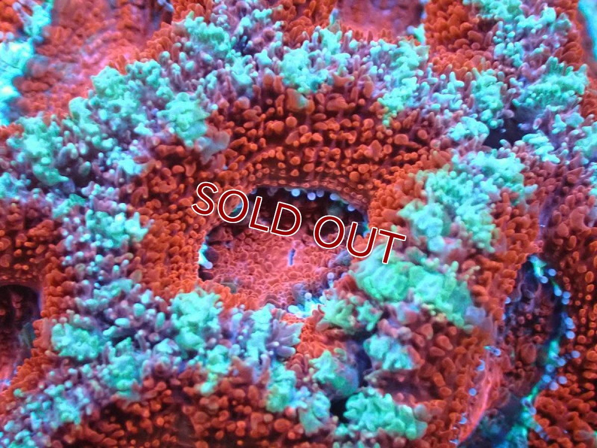 画像1: 【サンゴまとめ買い割引き10％〜20%OFF対象商品】【サンゴ】【通販】【オーストラリア産】カクオオトゲキクメイシ（Ultra Grade)（個体販売）No.21（生体）（サンゴ） (1)