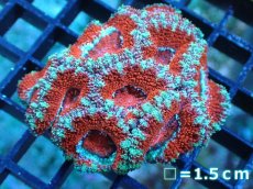 画像2: 【サンゴ】【通販】【オーストラリア産】カクオオトゲキクメイシ（Ultra Grade)（個体販売）No.21（生体）（サンゴ） (2)