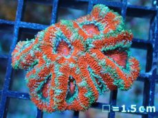 画像2: 【サンゴ】【通販】【オーストラリア産】カクオオトゲキクメイシ（Ultra Grade)（個体販売）No.22（生体）（サンゴ） (2)