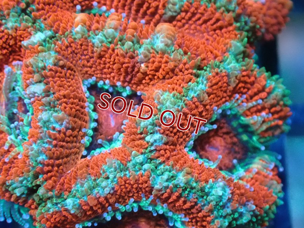 画像1: 【サンゴ】【通販】【オーストラリア産】カクオオトゲキクメイシ（Ultra Grade)（個体販売）No.23（生体）（サンゴ） (1)