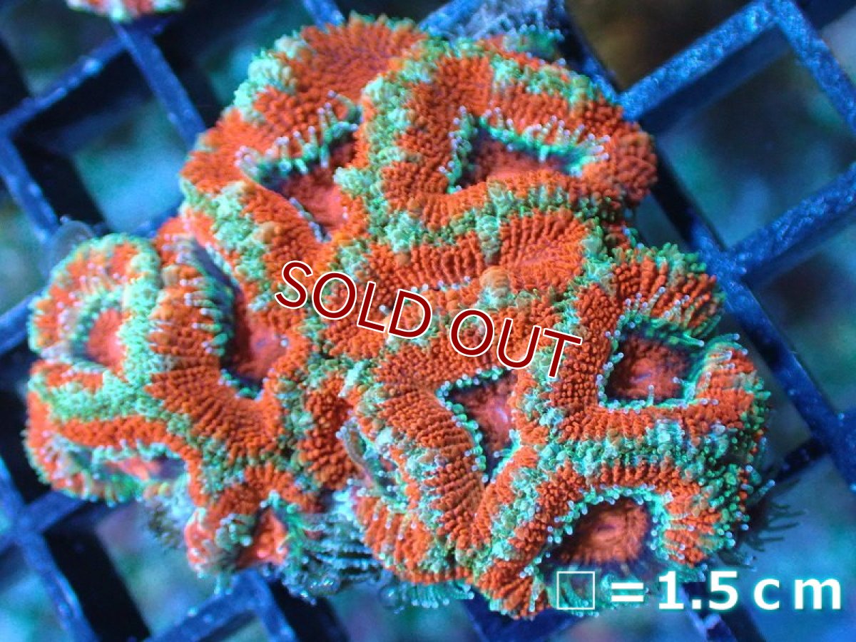 画像2: 【サンゴ】【通販】【オーストラリア産】カクオオトゲキクメイシ（Ultra Grade)（個体販売）No.23（生体）（サンゴ） (2)