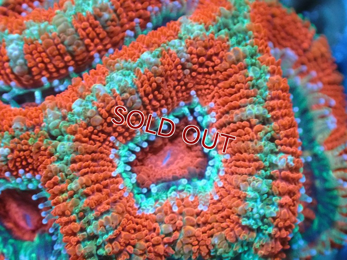 画像1: 【サンゴ】【通販】【オーストラリア産】カクオオトゲキクメイシ（Ultra Grade)（個体販売）No.24（生体）（サンゴ） (1)