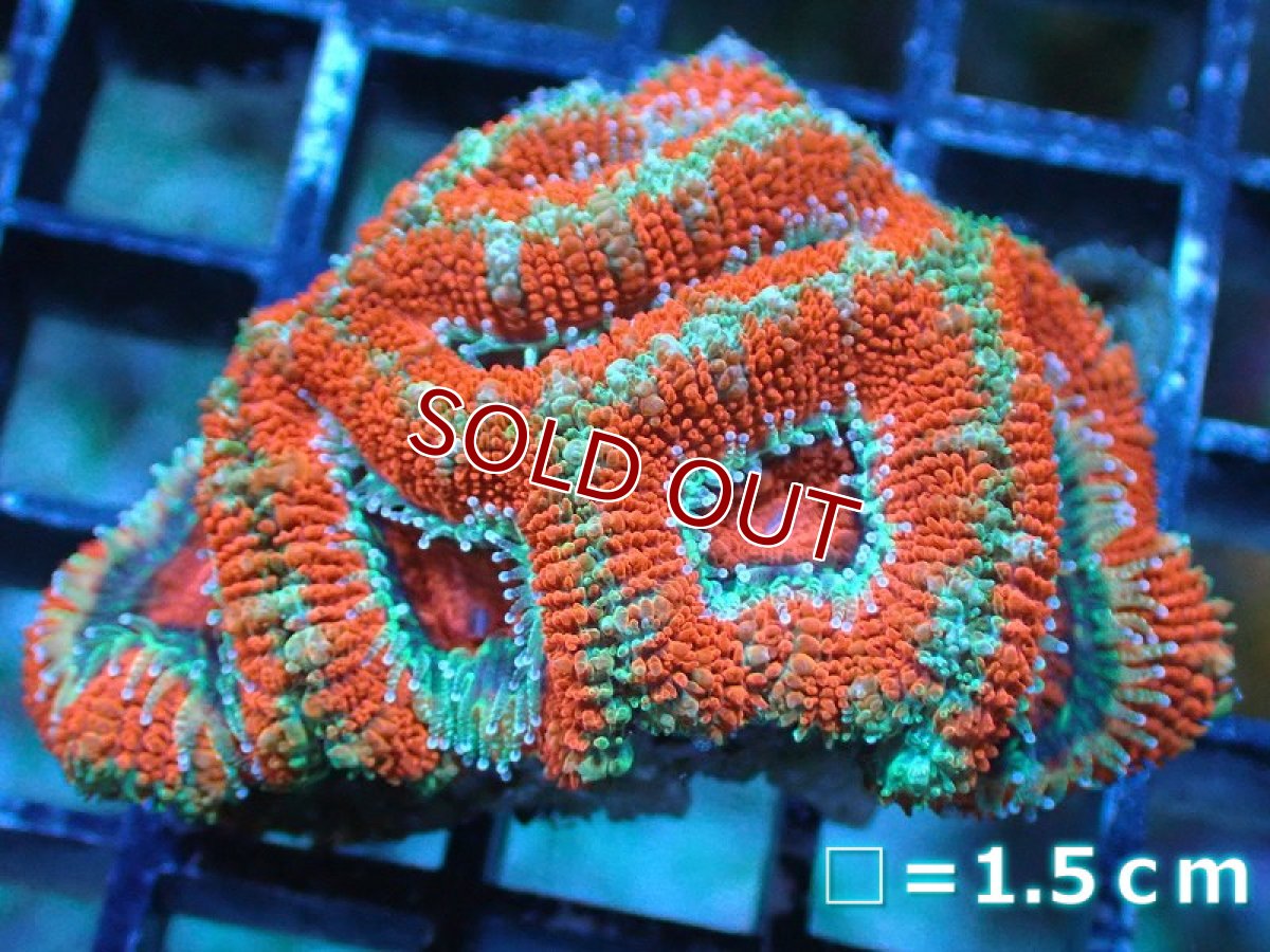 画像2: 【サンゴ】【通販】【オーストラリア産】カクオオトゲキクメイシ（Ultra Grade)（個体販売）No.24（生体）（サンゴ） (2)