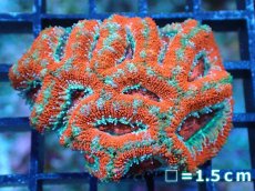 画像2: 【サンゴ】【通販】【オーストラリア産】カクオオトゲキクメイシ（Ultra Grade)（個体販売）No.25（生体）（サンゴ） (2)