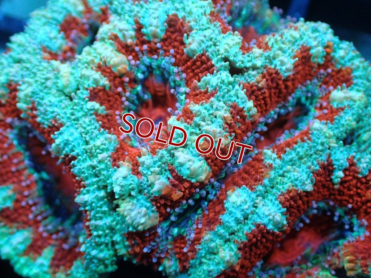 画像1: 【サンゴ】【通販】【オーストラリア産】カクオオトゲキクメイシ（Ultra Grade)（個体販売）No.26（生体）（サンゴ） (1)