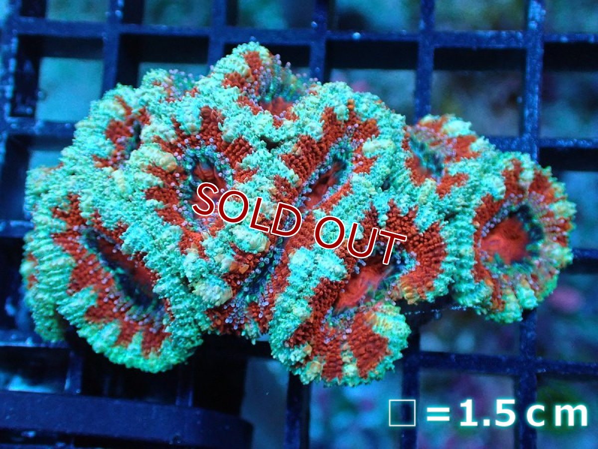 画像2: 【サンゴ】【通販】【オーストラリア産】カクオオトゲキクメイシ（Ultra Grade)（個体販売）No.26（生体）（サンゴ） (2)