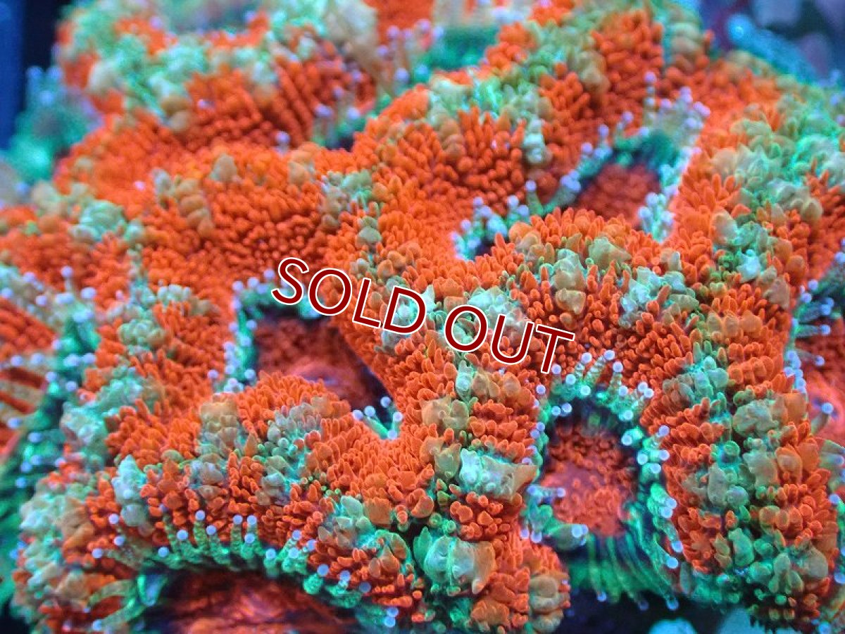 画像1: 【サンゴ】【通販】【オーストラリア産】カクオオトゲキクメイシ（Ultra Grade)（個体販売）No.27（生体）（サンゴ） (1)