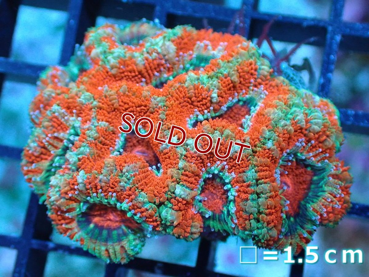 画像2: 【サンゴ】【通販】【オーストラリア産】カクオオトゲキクメイシ（Ultra Grade)（個体販売）No.27（生体）（サンゴ） (2)