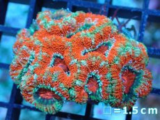 画像2: 【サンゴ】【通販】【オーストラリア産】カクオオトゲキクメイシ（Ultra Grade)（個体販売）No.27（生体）（サンゴ） (2)