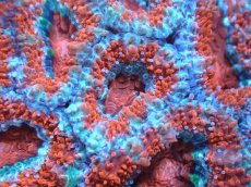 画像1: 【サンゴまとめ買い割引き10％〜20%OFF対象商品】【サンゴ】【通販】【オーストラリア産】カクオオトゲキクメイシ（Ultra Grade)（個体販売）No.28（生体）（サンゴ） (1)