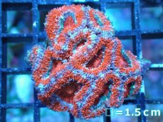 画像2: 【サンゴ】【通販】【オーストラリア産】カクオオトゲキクメイシ（Ultra Grade)（個体販売）No.29（生体）（サンゴ） (2)