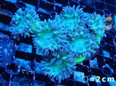 画像1: 【サンゴ】【通販】【オーストラリア産】ウィスカーズコーラル（グリーン）SMサイズ（個体販売）（生体）（サンゴ） (1)