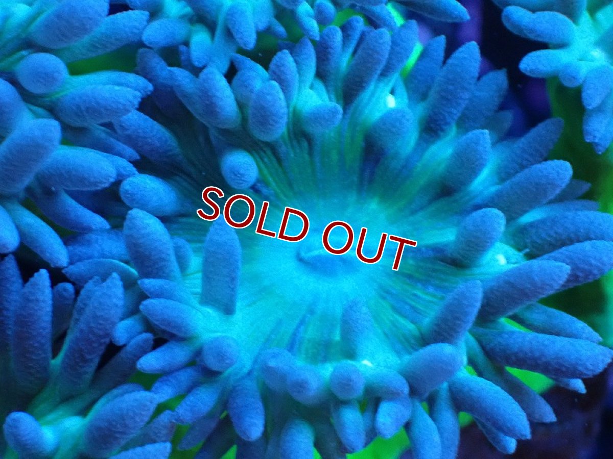 画像2: 【サンゴ】【通販】【オーストラリア産】ウィスカーズコーラル（グリーン）SMサイズ（個体販売）（生体）（サンゴ） (2)