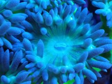 画像2: 【サンゴ】【通販】【オーストラリア産】ウィスカーズコーラル（グリーン）SMサイズ（個体販売）（生体）（サンゴ） (2)