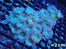 画像1: 【サンゴ】【通販】【オーストラリア産】ウィスカーズコーラル（グリーン）MLサイズ（個体販売）（生体）（サンゴ） (1)