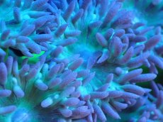 画像2: 【サンゴ】【通販】【オーストラリア産】ウィスカーズコーラル（グリーン）MLサイズ（個体販売）（生体）（サンゴ） (2)