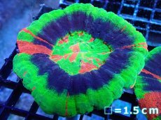 画像1: 【サンゴ】【通販】【オーストラリア産】スコリミアsp. （Master Grade)（個体販売）No.1（生体）（サンゴ） (1)