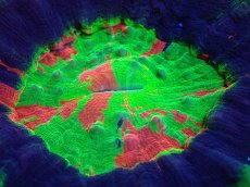 画像2: 【サンゴ】【通販】【オーストラリア産】スコリミアsp. （Master Grade)（個体販売）No.1（生体）（サンゴ） (2)