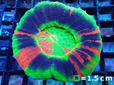 画像1: 【サンゴ】【通販】【オーストラリア産】スコリミアsp. （Master Grade)（個体販売）No.2（生体）（サンゴ） (1)