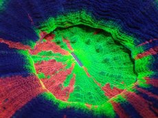 画像2: 【サンゴ】【通販】【オーストラリア産】スコリミアsp. （Master Grade)（個体販売）No.2（生体）（サンゴ） (2)