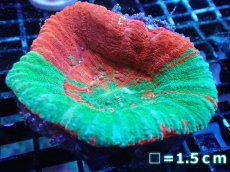 画像1: 【サンゴ】【通販】【オーストラリア産】スコリミアsp. （Breeding Apple)（個体販売）No.3（生体）（サンゴ） (1)