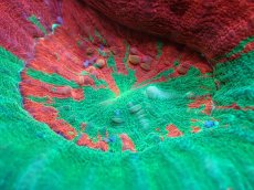 画像2: 【サンゴ】【通販】【オーストラリア産】スコリミアsp. （Breeding Apple)（個体販売）No.3（生体）（サンゴ） (2)