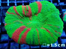 画像1: 【サンゴ】【通販】【オーストラリア産】スコリミアsp. （Breeding Apple)（個体販売）No.5（生体）（サンゴ） (1)