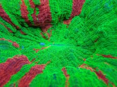 画像2: 【サンゴ】【通販】【オーストラリア産】スコリミアsp. （Breeding Apple)（個体販売）No.5（生体）（サンゴ） (2)