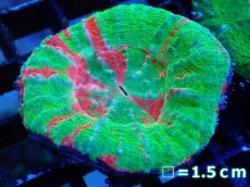 画像1: 【サンゴ】【通販】【オーストラリア産】スコリミアsp. （Breeding Apple)（個体販売）No.6（生体）（サンゴ） (1)