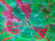 画像2: 【サンゴ】【通販】【オーストラリア産】スコリミアsp. （Breeding Apple)（個体販売）No.6（生体）（サンゴ） (2)