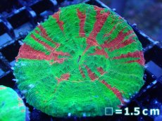 画像1: 【サンゴ】【通販】【オーストラリア産】スコリミアsp. （Breeding Apple)（個体販売）No.7（生体）（サンゴ） (1)