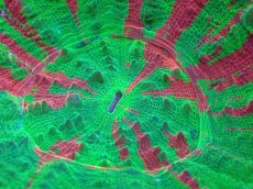 画像2: 【サンゴ】【通販】【オーストラリア産】スコリミアsp. （Breeding Apple)（個体販売）No.7（生体）（サンゴ） (2)