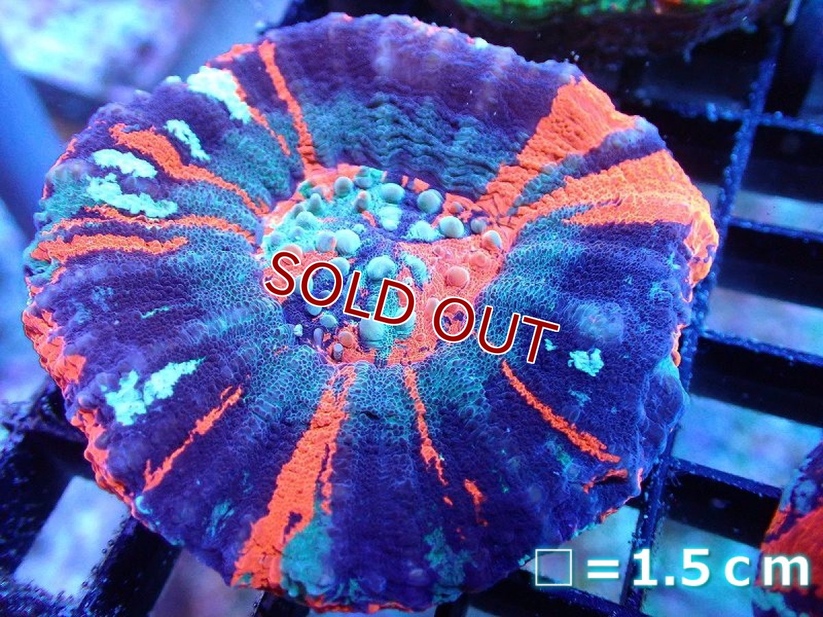 画像1: 【サンゴ】【通販】【オーストラリア産】スコリミアsp. （War Paint)（個体販売）No.8（生体）（サンゴ） (1)