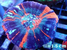 画像1: 【サンゴ】【通販】【オーストラリア産】スコリミアsp. （War Paint)（個体販売）No.8（生体）（サンゴ） (1)