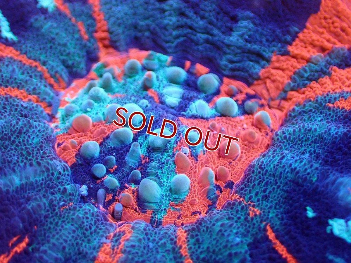 画像2: 【サンゴ】【通販】【オーストラリア産】スコリミアsp. （War Paint)（個体販売）No.8（生体）（サンゴ） (2)