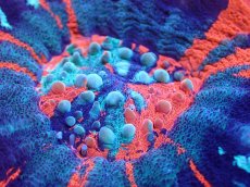 画像2: 【サンゴ】【通販】【オーストラリア産】スコリミアsp. （War Paint)（個体販売）No.8（生体）（サンゴ） (2)